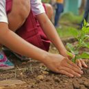 As Árvores que Plantamos